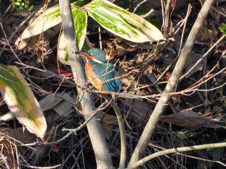 茂みの前の細枝にとまるカワセミ カワセミ,鳥,鳥類の写真素材