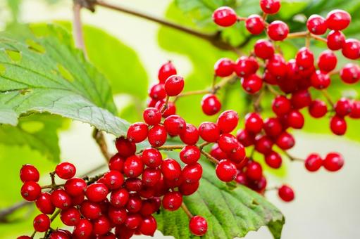 ガマズミの実⑶ ガマズミの実⑶ 実,ガマズミ,赤い実の写真素材