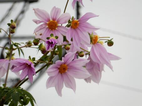 【花の写真】皇帝ダリア 皇帝ダリア,コウテイダリア,植物の写真素材