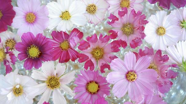 一面のコスモス コスモス,秋,秋花の写真素材