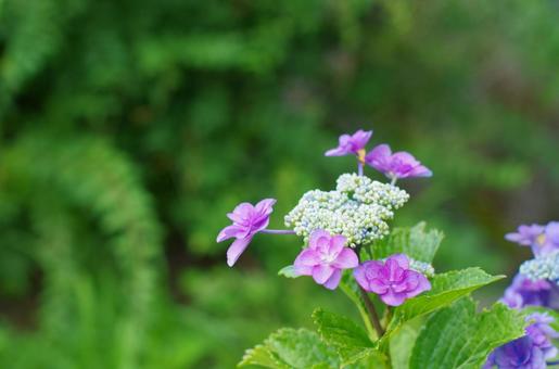 Pretty Hydrangea, JPG