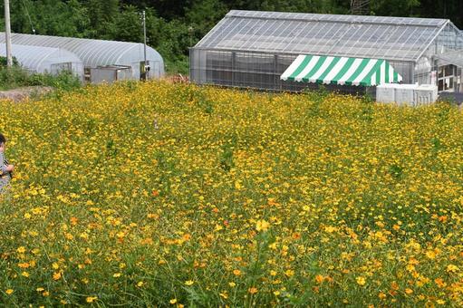 希望の丘農園で撮ったキバナコスモスの花 希望の丘農園で撮ったキバナコスモスの花の写真
