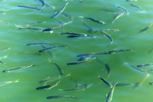 港に入ったコノシロ2（田原市） コノシロ,魚,魚群の写真素材