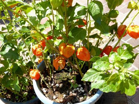たくさん実った鉢植えのホオズキ たくさん実った鉢植えのホオズキ ホオズキ,植物,果実の写真素材