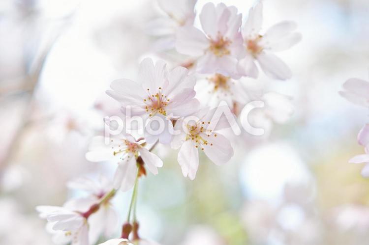 満開の桜のクローズアップ 植物,花,桜の写真素材