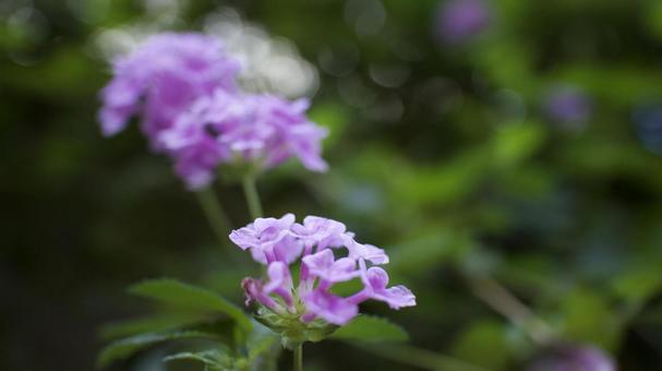 秋の花 秋の花の写真