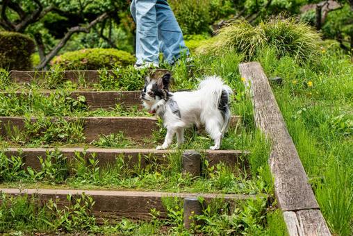 愛らしい表情のチワワ ちわわ,チワワ,犬の写真素材