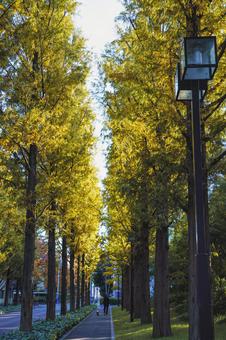 色づき始めた京都のメタセコイアの並木道 アケボノスギ,メタセコイア並木,針葉樹の写真素材