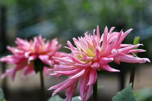 色鮮やかな大輪 色鮮やかな大輪 ダリア,花,キク科の植物の写真素材