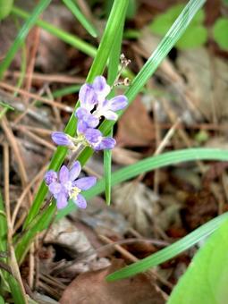 ヒメヤブラン 03 ヒメヤブラン 03 姫薮蘭,ヒメヤブラン,花の写真素材