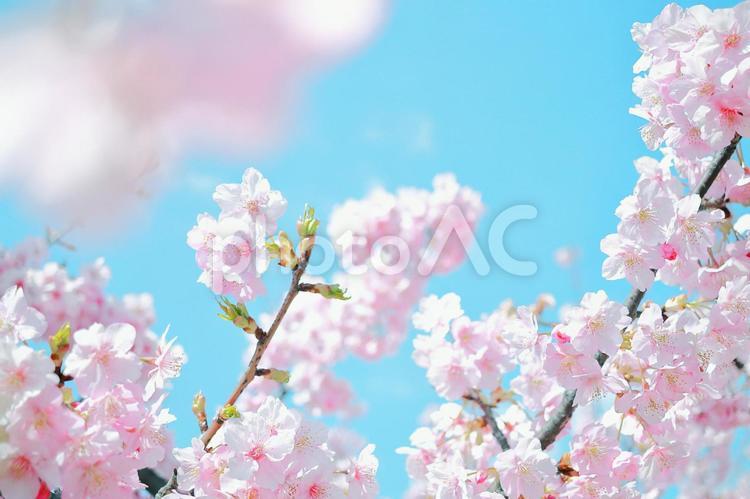 河津桜のアップ｜青空バック 桜,さくら,青空の写真素材