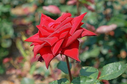 荒牧バラ園728　熱情 兵庫県,荒牧バラ園,バラの写真素材