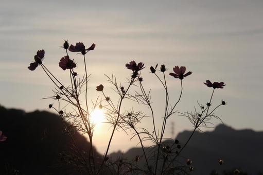 夕日を浴びるコスモス 夕日を浴びるコスモス 風景,景色,背景の写真素材