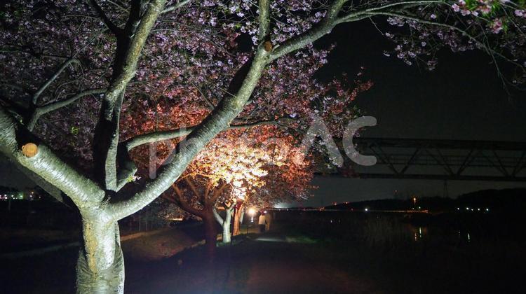 夜の新川＆幻想的な夜桜（千葉県八千代市） 春,夜桜,八千代千本桜の写真素材