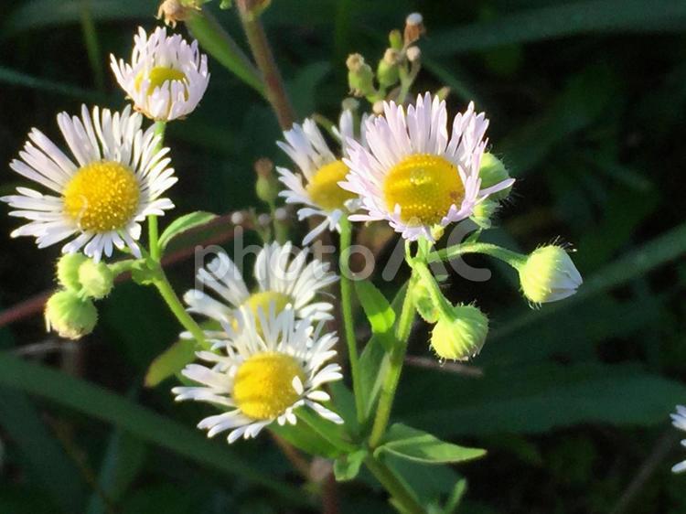秋の野花　ハルジオン　植物　自然 植物,秋,野花の写真素材