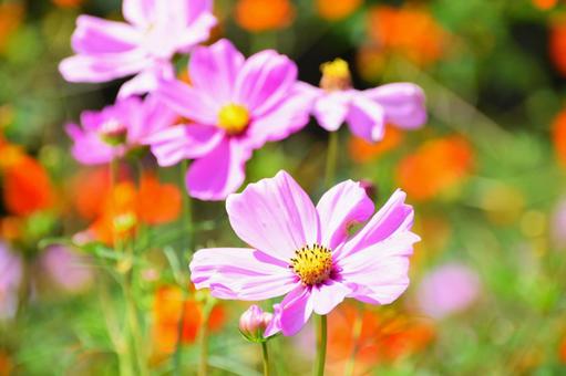 陽の光を浴びる秋のカラフルなコスモス コスモス,秋桜,花の写真素材