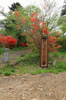 埼玉県鳩山町おしゃもじ山公園のつつじ 埼玉県鳩山町おしゃもじ山公園のつつじ 躑躅,ツツジ,花の写真素材