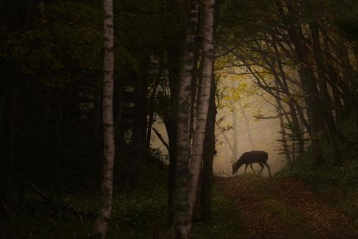 森の中で輝く美しい鹿 鹿,シカ,エゾシカの写真素材