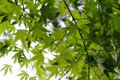 モミジの葉 モミジ,葉,植物の写真素材