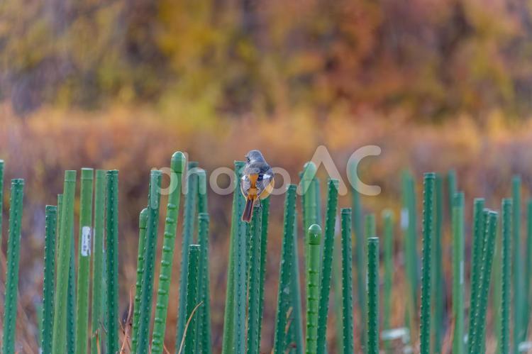 緑の棒の上にとまるジョウビタキ ジョウビタキ,鳥,野鳥の写真素材