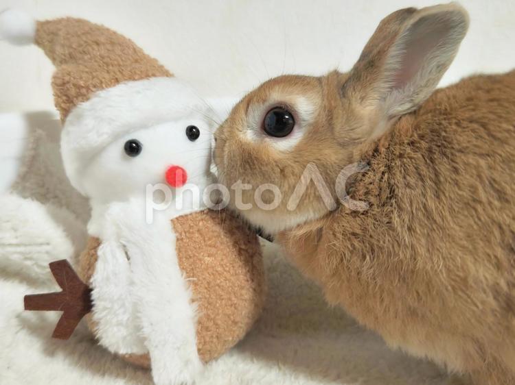 うさぎとぬいぐるみ うさぎ,小動物,草食動物の写真素材