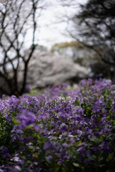 春の公園、紫の花と桜 花,花畑,紫色の花の写真素材