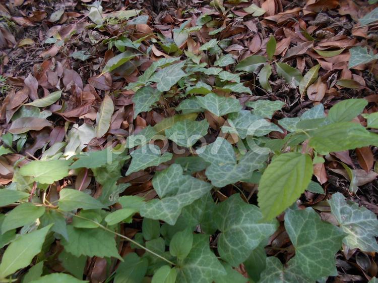 我が家の庭に生えてきたツタ 庭,緑,ツタの写真素材