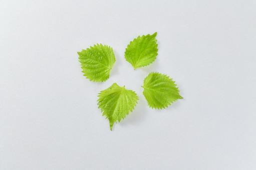 フレッシュな大葉/青じそのイメージ素材 フレッシュな大葉/青じそのイメージ素材 大葉,青じそ,しその写真素材