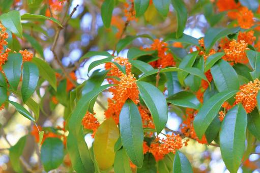 キンモクセイ　花 キンモクセイ,金木犀,木の写真素材