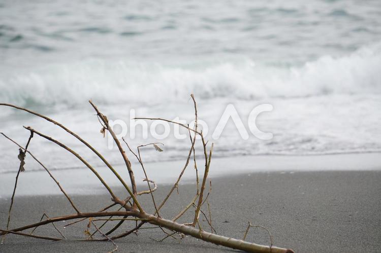 流木 砂浜,夏,海水浴の写真素材