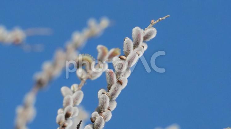 ふんわりふわふわネコヤナギ ネコヤナギ,花穂,白の写真素材