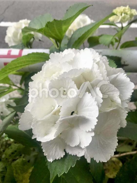 白いあじさいアイスベア 紫陽花,アジサイ,あじさいの写真素材
