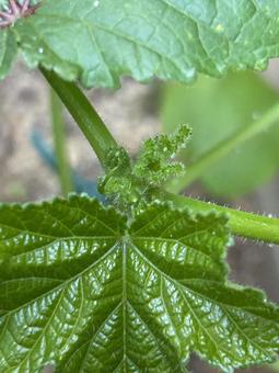 オクラの中心から出てきている新芽 オクラの中心から出てきている新芽 野菜,植物,新葉の写真素材