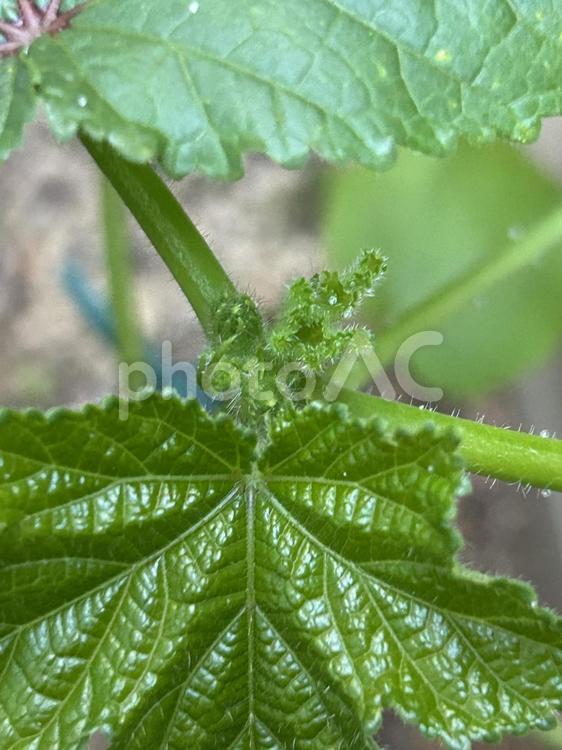 オクラの中心から出てきている新芽 野菜,植物,新葉の写真素材
