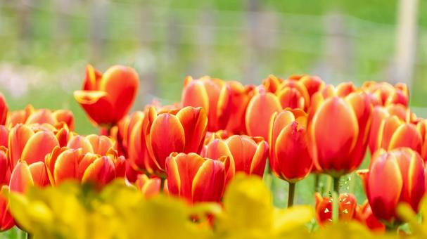 Tulip fields enveloped in spring sunshine, JPG Tulip fields enveloped in spring sunshine, JPG