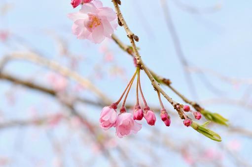 枝垂れ桜 枝垂れ桜 枝垂れ桜,花,春の写真素材