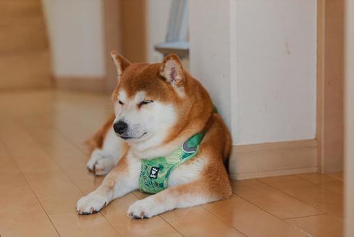 ほっとひと息ついて眠くなった柴犬 ほっとひと息ついて眠くなった柴犬の写真