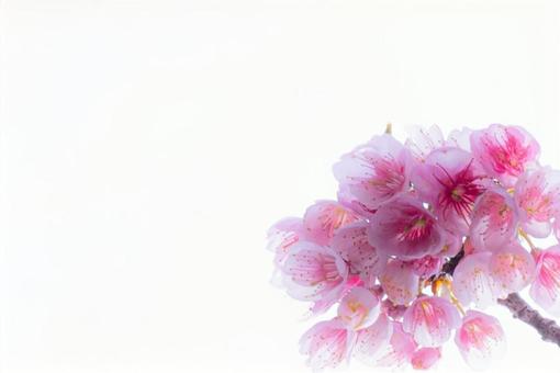 上品な河津桜 ① 上品な河津桜 ①の写真