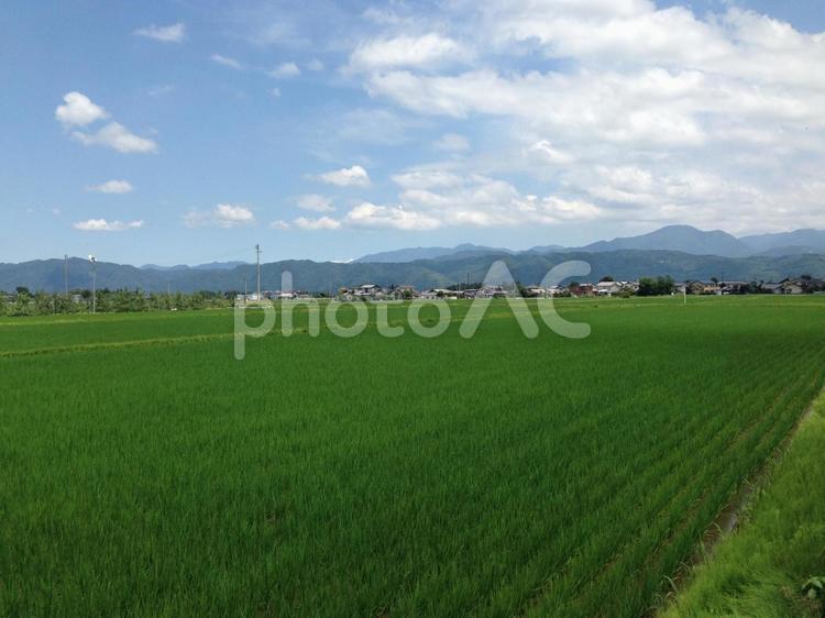 信州安曇野の田園風景 フィールド,何人もありません,作物の写真素材