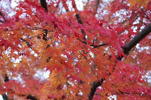 紅葉35 自然,もみじ,秋の写真素材
