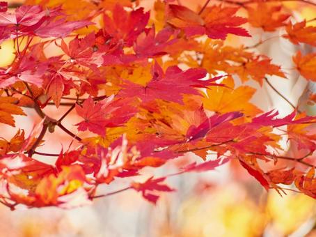 秋、紅葉した鮮やかな楓 秋、紅葉した鮮やかな楓の写真