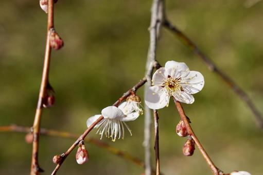 開き始めた梅の花 開き始めた梅の花 うめ,梅,春の写真素材