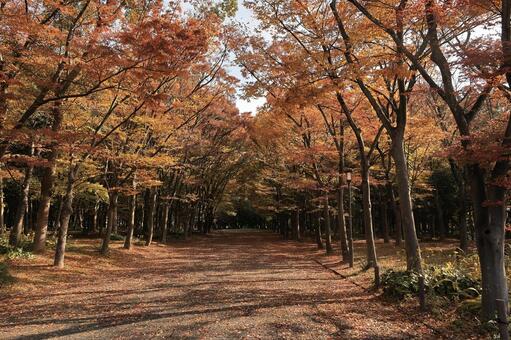 秋の小径 並木,黄葉,晩秋の写真素材