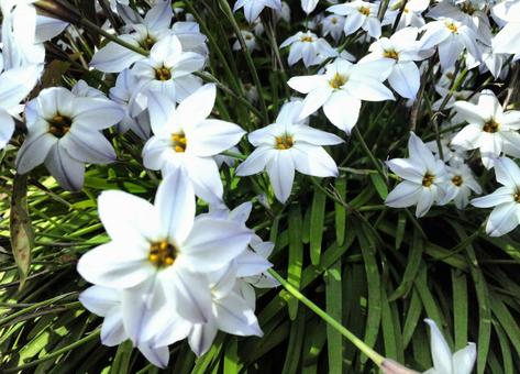 白い花 白い花の写真