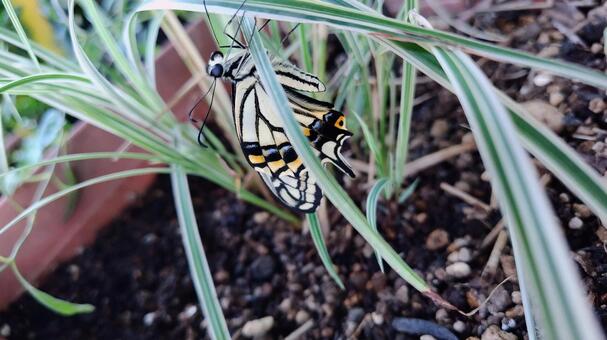 キアゲハの誕生 キアゲハ,蝶,チョウの写真素材
