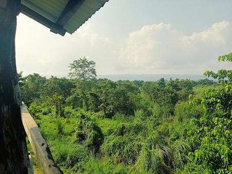 チトワン国立公園　ネパール　1 チトワン,ネパール,国立公園の写真素材