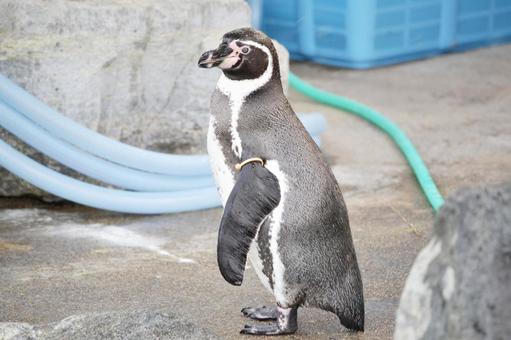 ペンギン ペンギンの写真