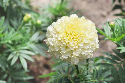 植物 マリーゴールド ホワイトバニラ 植物 マリーゴールド ホワイトバニラの写真