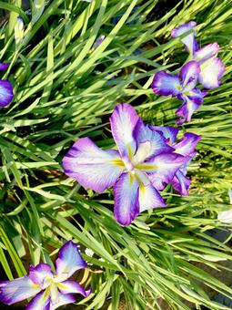 花菖蒲 花菖蒲,菖蒲,ハナショウブの写真素材