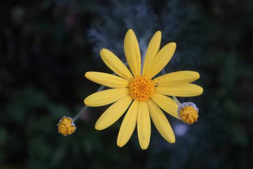 夫婦円満 ユリオプスデージー,花,自然の写真素材